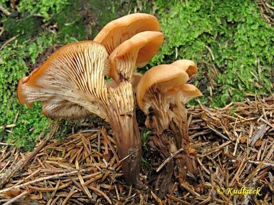 Houžovec hlemýžďovitý - Lentinellus cochleatus - Kudluv fotoatlas hubKudluv fotoatlas hub