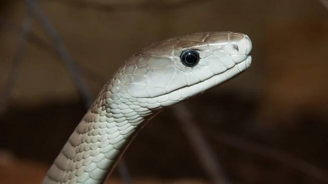 Mamba černá v Safari Parku Dvůr Králové | foto: Martin Smrček