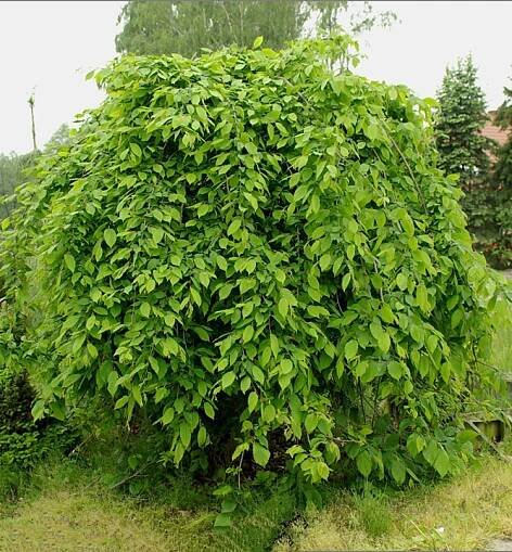 Habr obecný ´PENDULA´ na kmínku 160 cm, kont. 20 l