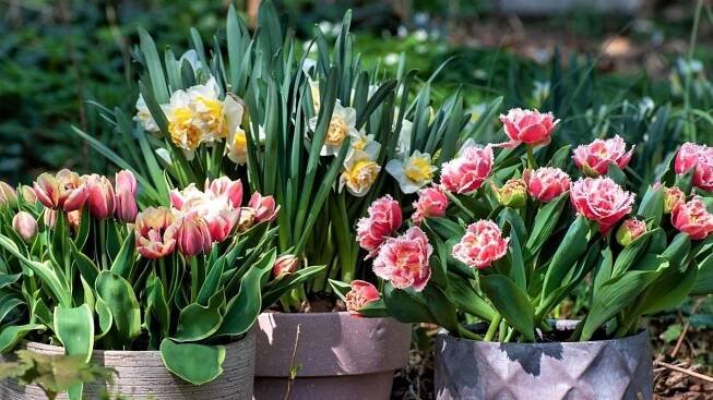 Rozzařte svůj balkón nebo terasu veselými posly jara, jako jsou modřence (Muscari), hyacinty (Hyacinthus), narcisy (Narcissus) a tulipány (Tulipa). 
