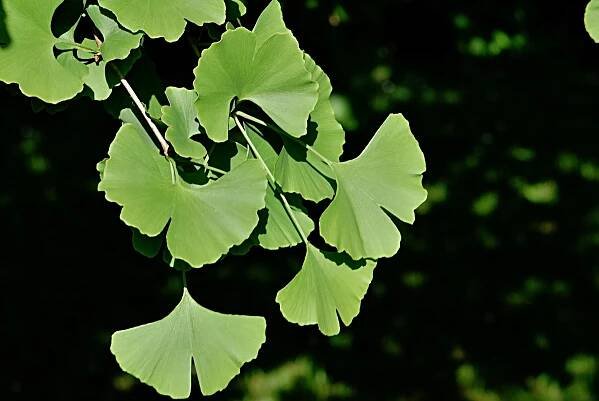 Jinan dvoulaločný Pragensis (Ginkgo biloba)