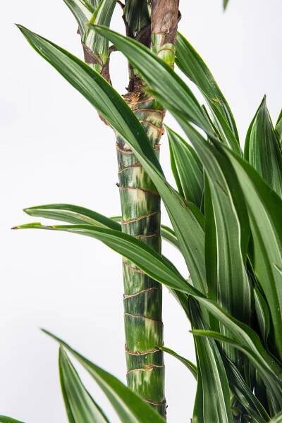 Dračinec vonný, Dracaena fragrans, 3 výhony, skladem | ZAZUMi.cz