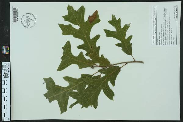 Quercus lyrata - Species Page - APA: Alabama Plant Atlas 