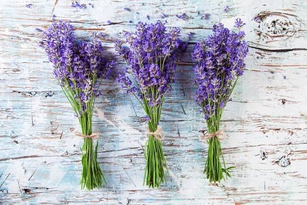Znáte aromatickou rostlinu, která má prokazatelné magické účinky?