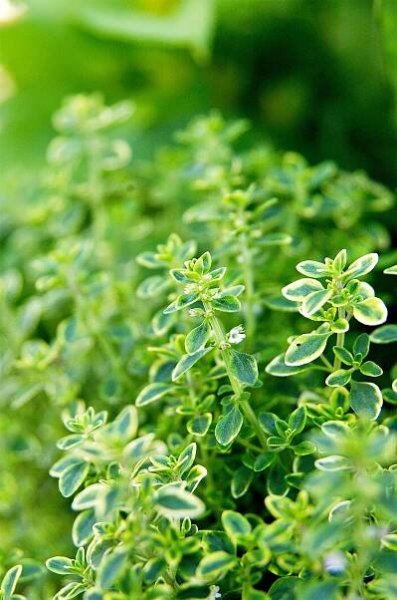variegated lemon thyme
