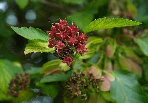 Soubor:Physocarpus opulifolius Luteus G.jpg – Multimediaexpo.cz