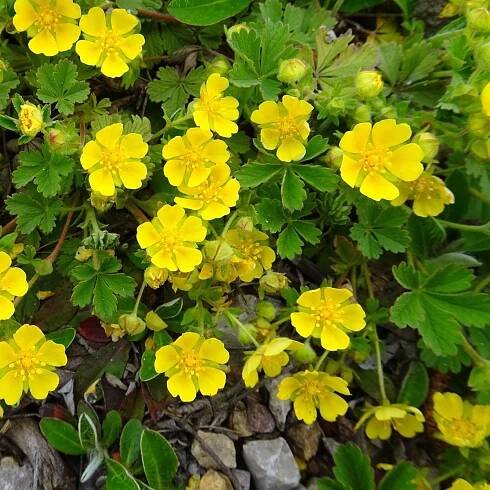 Mochna nátržník - Potentilla erecta - pěstování
