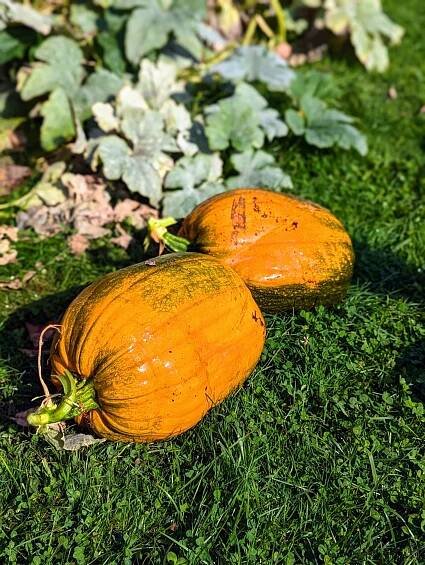 These pumpkins are about eight to 10 pounds each. The name pumpkin comes from the Greek word ‘pepon’ which means large melon. The pumpkin is a cucurbit, a member of the Curcurbitaceae family, which also includes squash, cucumbers, watermelon and cantaloupes.