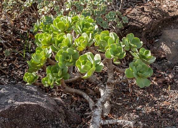 Aeonium glutinosum