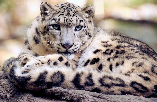 sněžný leopard je schopen zaútočit na větší zvířata