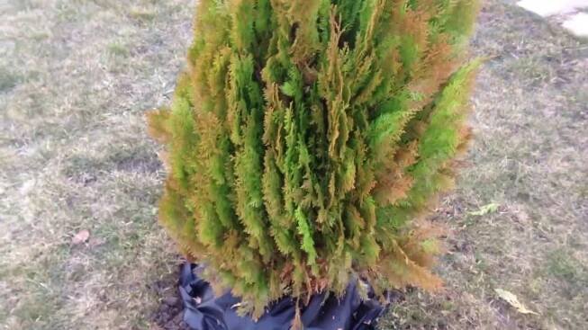 Thuja zežloutla