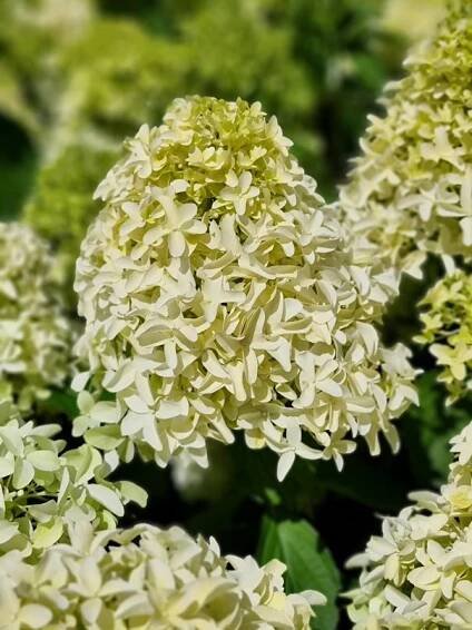 Hortenzie - Hydrangea velkoobchod | Adametz s.r.o.