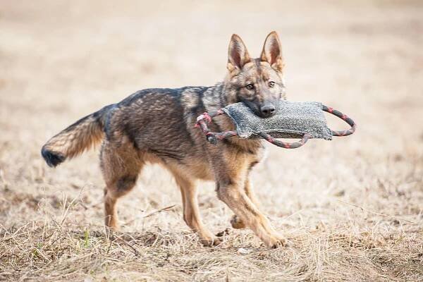 Tkanina K9–RINGO