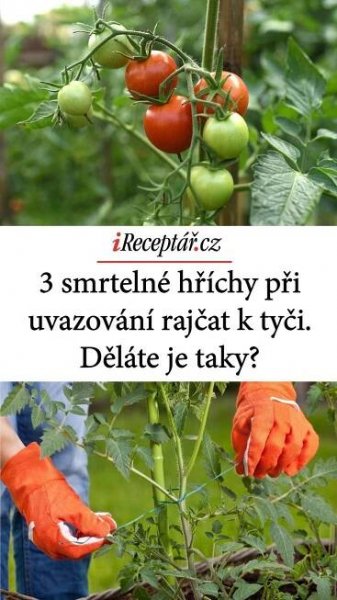 3 smrtelné hříchy při uvazování rajčat k tyči. Děláte je taky? Jde vám o úrodu
