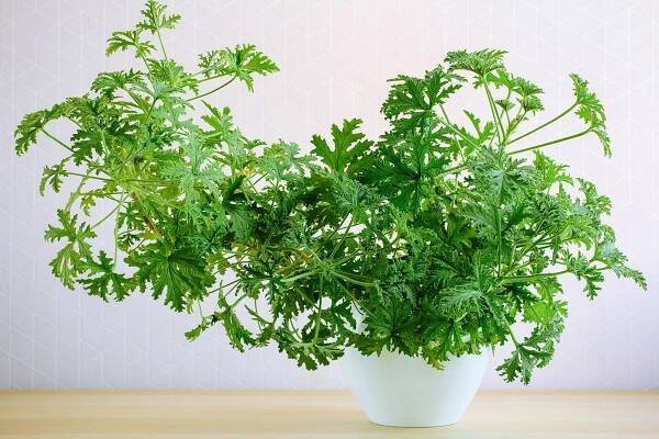 Pelargonium × citrosum Van Leenii houseplant in a white pot shot against a light tiled wall