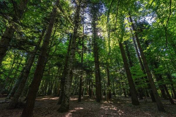 Sustainable Forest Incentive Act — Minnesota Forestry Association