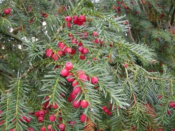 Rostliny: Taxus baccata - tis červený