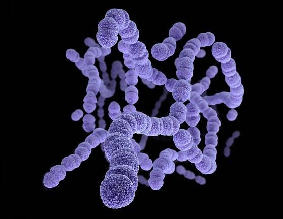 Streptococcus pneumoniae bacteria