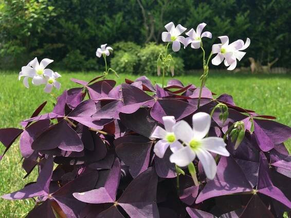 Kyslička trojhranná, (Oxalis triangularis)