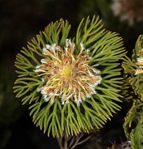 Serruria villosa