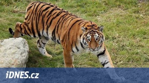 Teplo láká návštěvníky zoo, ale vadí zvířatům. Tygři se nechtějí pářit - iDNES.cz