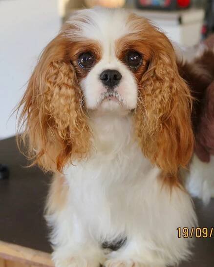 Abbysfield Cavaliers – Cavalier King Charles Spaniels, TAS, Australia