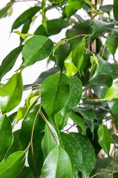 Fíkus, Ficus benjamina Exotica, zelený, skladem | ZAZUMi.cz