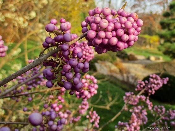 Krásnoplodka (Callicarpa)