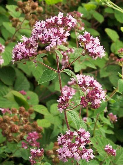 Origanum vulgare - pamajorán