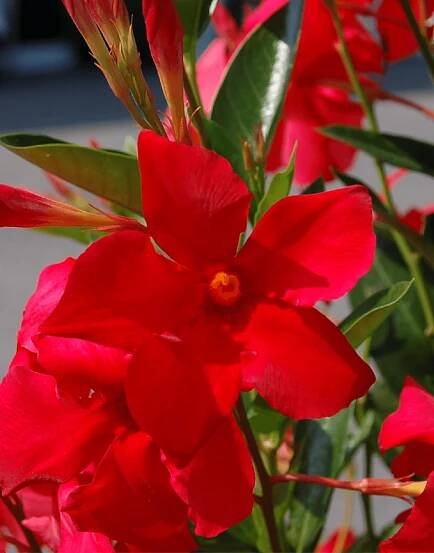Sundaville® Up Scarlet