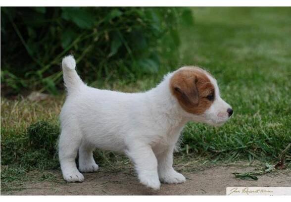 Prodám Jack Russell Teriér - štěňátka s PP | inzerce.VSEPROLOV.CZ