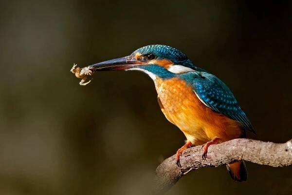 Ledňáček říční (Alcedo atthis)