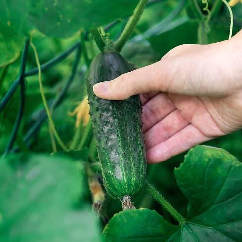 cucumber harvesting