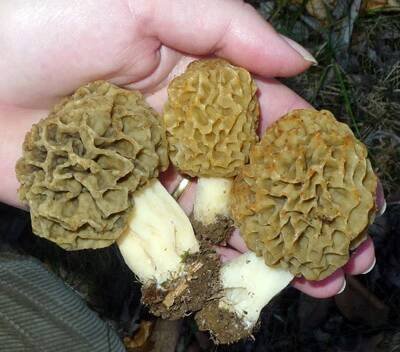 smrž obecný - Morchella esculenta - foto: Ivana Cibulková