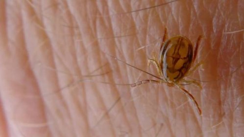 Why Lyme disease bacteria and other pathogens don't kill the ticks they infect