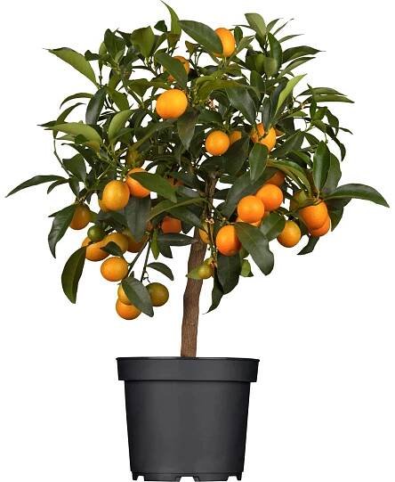 Citrus mix na kmínku, prům. květináče cca 15 cm nakoupit u OBI