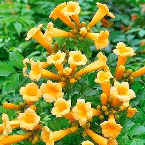Milin americký 'Flava' (Campsis radicans)