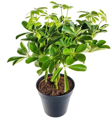 Šeflera, Schefflera arboricola Nora, květináč 17 cm, skladem | ZAZUMi.cz