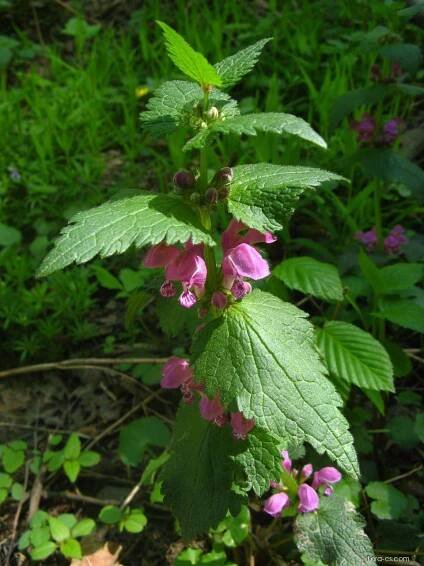 Hluchavka nachová (Lamium maculatum)