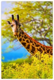 Obraz žirafy v Africe