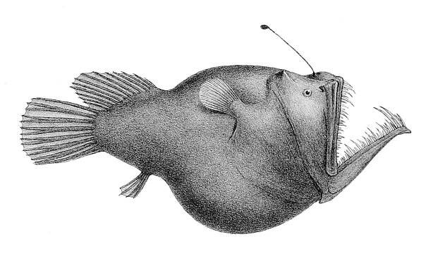 Melanocetus murrayi