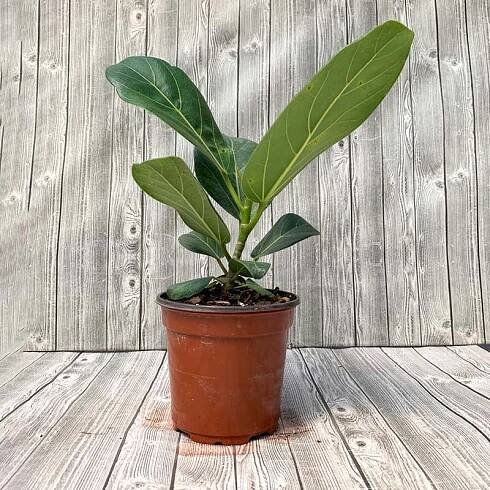 Plant Gallery • Telly's Greenhouse