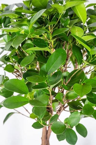 Fíkus, Ficus Moclame, splétaný kmínek, skladem | ZAZUMi.cz