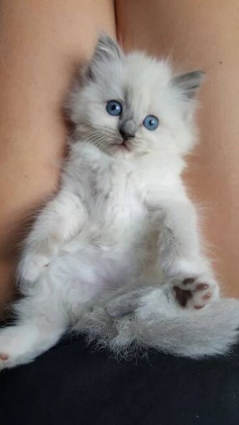 a white kitten with blue eyes sitting on its hind legs