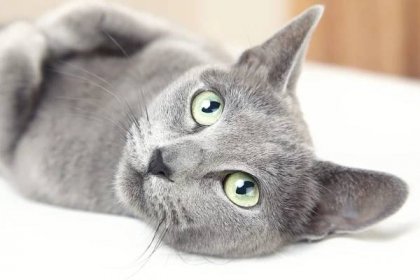 Ruská modrá kočka — Stock obrázek
