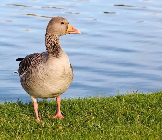 grey wild goose