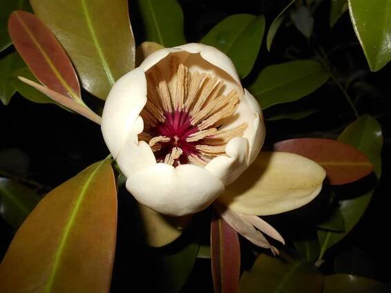 Magnolia lotungensis