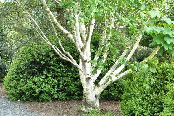 Jacquemontii birch (betula jacquemontii), the white-bark himalayan birch