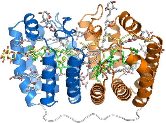 Peridinin-chlorophyll-protein complex
