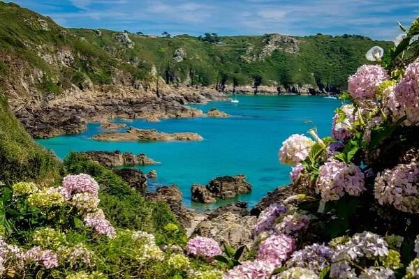 hortenzie v zátoce moulin huet bay, st martins, guernsey, normanské ostrovy - guernsey - stock snímky, obrázky a fotky